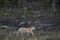 Wild bengal tiger on stroll or prowl for territory marking of terai region forest at uttarakhand india - panthera tigris tigris