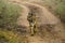 Wild Bengal Tigress Walking