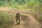 Wild Bengal Tigress Walking on Path through Jungle