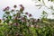 Wild bergamot bee balm wildflowers