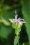 Wild Bergamot â€“ Monarda fistulosa