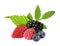 Wild berries. Blackberry, raspberry, strawberry, bilberries and green leaves isolated on white