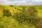 Wild berries on Lancing Down, East Sussex, England