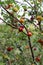 Wild berries which are red some in green and few in faded red and green in color grown in branches