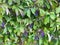 Wild berry shrub blue berries leafy groundcover foliage bush shrubbery closeup nature shrubs