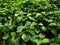 Wild Betal leafbush, Piper Sarmentosum tree