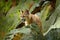 Wild big cat Cougar, Puma concolor, hidden portrait of dangerous animal with stone, USA. Wildlife scene from nature. Mountain Lion