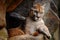 Wild big cat Cougar, Puma concolor, hidden portrait of dangerous animal with stone, USA. Wildlife scene from nature. Mountain Lion