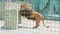 Wild big lion stretching in large zoo cage