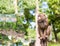 Wild big macaque sitting on a high stunt trunk looks in the left corner copy space invitation safari wildlife