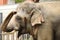 Wild big size elephant trunk close view