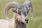 Wild Bighorn Sheep in Badlands National Park