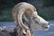 Wild bighorn sheep, Banff (Canada)