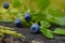 Wild bilberries macro