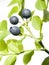 Wild bilberry