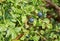 Wild bilberry bush in forest