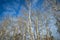 wild birch trees and blue cloudy sky at austrian Donau river beach nature reserve area