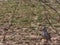 Wild bird Barbary partridge Alectoris barbara on the field backg