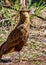 Wild bird Chimango Caracara - Photo of bird of prey Chimango Caracara / Milvago chimamgo typical of southern South America