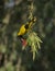 A wild bird collecting food from flower at nature .