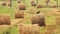 Wild Bird Common Raven - Corvus Corax Sitting On Hay Bale In Summer Field. Belarus, Belarusian Nature