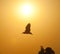 Wild bird flying in sunset