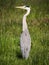 Wild bird - gray heron standing at green grass