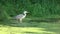 Wild bird grey heron Ardea cinerea catch fish
