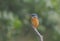 A Wild Bird Kingfisher On The Branch of A tree .