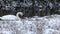 Wild bird mute swan Cygnus olor feeding in winter