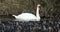 Wild bird mute swan in spring on pond