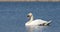 Wild bird mute swan in spring on pond