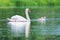 Wild bird mute swan in spring on pond