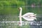 Wild bird mute swan in spring on pond