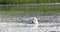 Wild bird mute swan in spring on pond