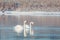 Wild bird mute swan in winter on pond