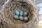 Wild bird nest with blue eggs inside, close up.