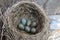 Wild bird nest with blue eggs inside, close up.