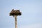 Wild bird osprey eagle seat on big nest