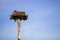 Wild bird osprey eagle seat on big nest