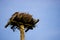 Wild bird osprey eagle seat on big nest