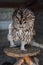 wild bird owl sitting alone nature fauna