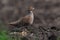 Wild bird partridge. Grey Partridge Perdix perdix