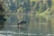 Wild bird on a river in Chitwan National Park, Nepal