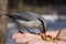 Wild bird sitting on the hand