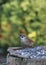 Wild bird sparrow