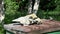 Wild bird white wagtail Motacilla alba on beehive near horse skull