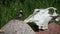 Wild bird white wagtail Motacilla alba on stone near horse skull