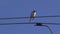 Wild bird white wagtail on wire