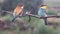 Wild birds with colored feathers on a summer day